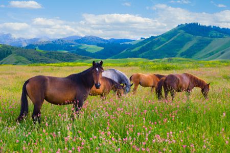 Horse Health Hotline for Holistic Horse Health Issues